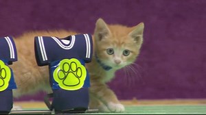 Kitten Bowl II Training Camp is in full swing! Watch today's edition of Cat Center to see "Clawvin Johnson", "Cat Stafford", "Joe Montuna" & more cute cat-letes in action!... | Hallmark Channel's Kitten Bowl and Kitten Games