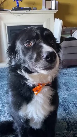Border collies are little theives 🫣 (@arkbykomi) #talkingdogsoftiktok #talkingdog #talkingdogs #talkingdogchallenge #puppy #animalsoftiktok #dogsoftiktok #funnyanimals #dogsvideo #funnydog