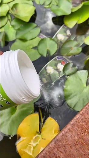 La solution contre les algues en petit bassin : une poudre naturelle a doser à 25G/m3 dans votre
