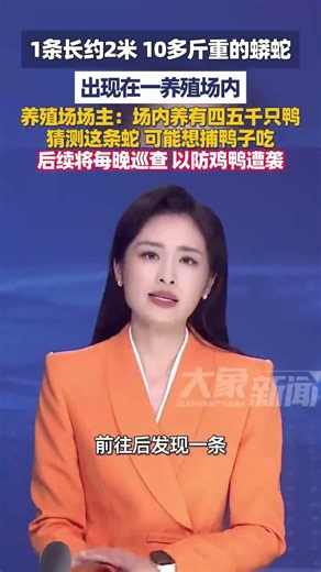 4月13日（报道）广东茂名，1条长约2米 10多斤重的蟒蛇，出现在一养殖场内，养殖场场主：场内养有四五千只鸭，猜测这条蛇 可能想捕鸭子吃，后续将每晚巡查 以防鸡鸭遭袭#大象主播说 满分子怡