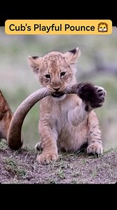 #DidYouKnow Lion cubs practice pouncing on siblings to hone hunting skills, starting as early as 4 weeks old! This tiny future king rules with playful power. 🦁❤️ #wildstories #wildanimalsdiary #wildlife #reels #fyp #wildanimals #fypシ #reelsviralシfb #wildlifephotography | Wild Animals Diary