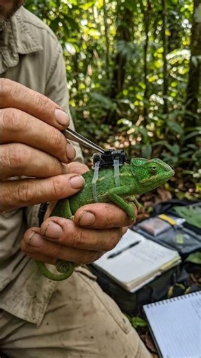 I Put a Micro Camera on a Chameleon... (Underground Predator POV) 🦎📹