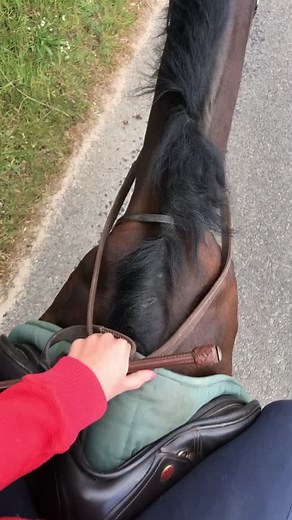 Equestrian Lifestyle for Jasmin and Gianna Harber