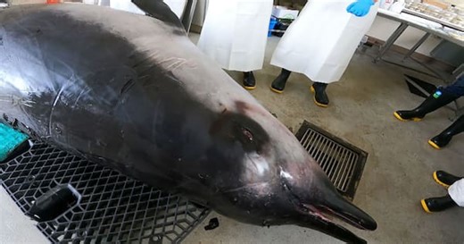 Rarest whale in the world undergoes dissection in Dunedin