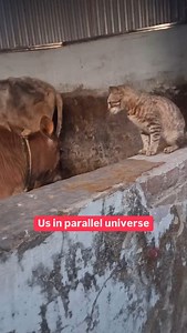 baby just say yes🥹 #FCReels | FilterCopy