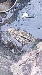 87K views · 139 reactions | monitor lizard head appearance #lizard #reptiles #dragon | Baby and Family | Facebook