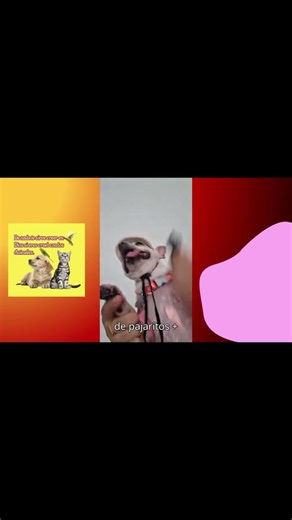 “🌎 Stop Animal Abuse – A Message to Protect Animals Around the World” #like4likeprincesamartin