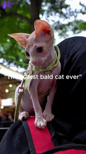 "You Can't Handle This Hairless Cat's Stare ❤️" #goldenretriever #heartwarming #animalwisdom