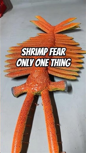 Shrimp fear getting a job #anomalocaris #shrimp #memes #funny