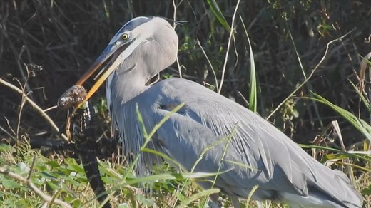 Great blue heron caught on camera swallowing baby alligator in Florida