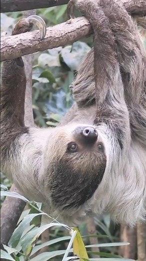 Sloths: masters of slow living, surprising adaptations for survival.
