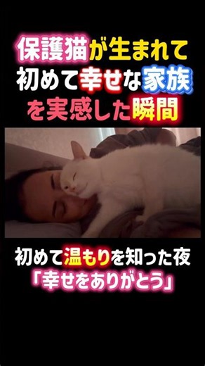 The moment a rescue cat truly felt the joy of a loving family for the first time in its life 😭✨
