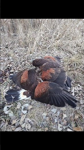 Harris hawks hunting rabbits #falconry #harrishawk #beagle