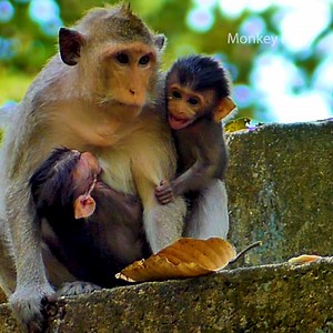 5.7K views · 348 reactions | Monkey Button have the baby twin? cute newborn baby Monkey Bean and Victor happy together with Mom Button | Monkey Post | Facebook