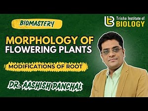 MODIFICATION OF ROOT