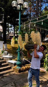 Tác phẩm hoa lan kiều Lộc Bắc đạt giải nhất . Hội thi hoa lan TP Bảo Lộc. | Nguyễn Tâm