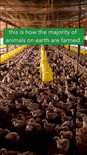 This Is Factory Farming