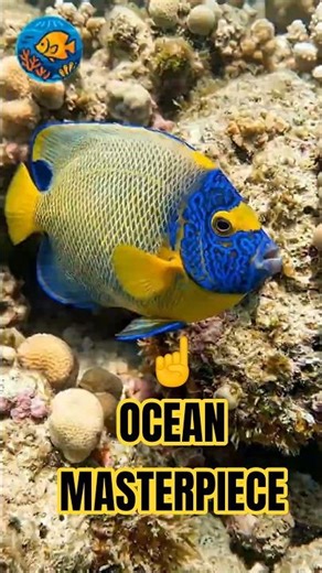 Nature’s Living Masterpiece ... The Blueface Angelfish 🐠 #oceanlife