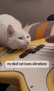 💛 | Bass Magazine