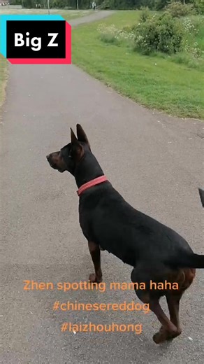 Laizōhóng: El Gran Perro Rojo Chino