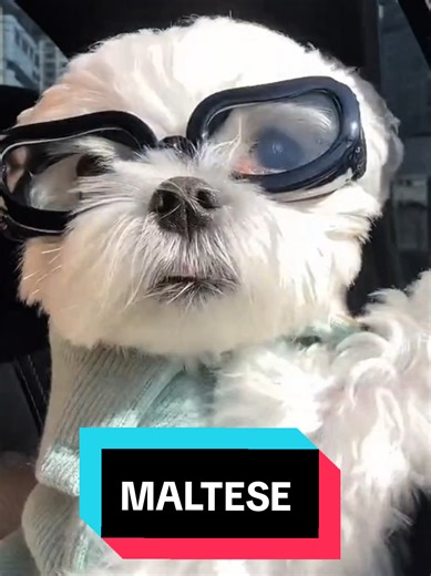 #LiveOutlandish #maltese #maltesedog #dog #usa | dog