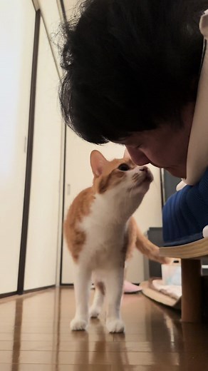 可愛い猫ルカとムネオの楽しい日常