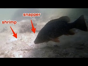 INCREDIBLE UNDERWATER MANGROVE SNAPPER BEHAVIOR! Want to see how mangrove snapper actually feed on shrimp? Here’s a scenario… You’re fishing a bridge using live shrimp in hopes of getting sheepshead or snapper for dinner, but you keep feeling little tap-taps and losing your shrimp. Sound familiar? What do you think is happening down there? I always thought snapper or sheepshead were stealing my bait, but after watching this video, I now know exactly what’s going on. In this video below, you’ll l