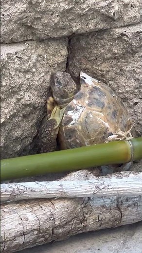Shelldon