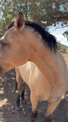 Skydog Sanctuary on Instagram: "And today beautiful Stetson would like to raise awareness for the drug Premarin, as he is sadly a PMU baby rescued as a by-product of this awful practice. Premarin is made from the urine of pregnant mares, a process that involves collecting urine from pregnant mares. These mares, also known as “PMU” horses, are kept in stalls that severely limit their movement to allow for the collection of urine in bags. Premarin is a hormone replacement therapy used to treat sym