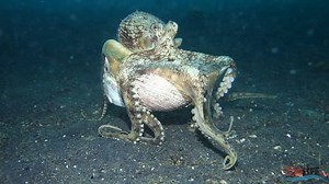 Trip Link: https://sdlexpeditions.com/lembeh-resort-2019/ Lembeh is the “Critter Capital of the World,” and a muck-diving Mecca! Join us this June and get to experience this fantastic diving for yourself! Trip Dates: May 31 - June 8, 2019 | Scuba Diver Life