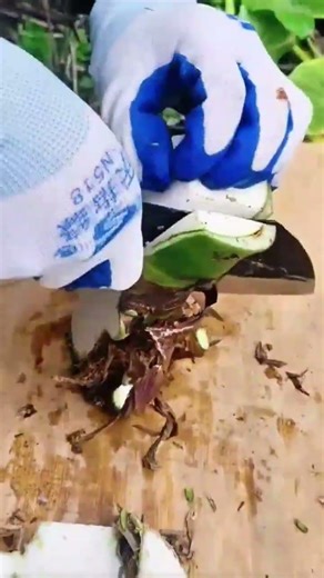 cutting the layers of the thick plant stem using a sharp metal cleaver #shorts