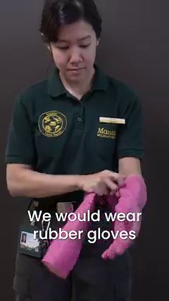 1.7K views · 66 reactions | What is it like to take care of one of the most interesting fish at River Wonders? Keeper Wendy is here to share some SHOCKING facts about the Electric Eel. ⚡ #RiverWonders #ElectricEel #TotallyLegit | Mandai Wildlife Reserve | Facebook