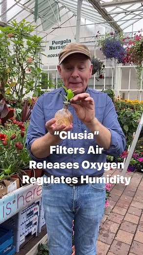 4.2K views · 73 reactions | Clusia “Mangrove Plant “ Is an easy to care for indoor plant that filters air ,releases oxygen and regulates humidity . East to care for ,change water every 2 weeks. Available in webshop https://pergolanurseries.ecwid.com ALL IRELAND DELIVERY  Pergola Nurseries Garden Corner, Virginia,Co Cavan A gardeners oasis of quality plants Open Tuesday to Saturday 10.30-6 Open Sundays 2-6 | Pergola Nurseries Garden Corner | Facebook