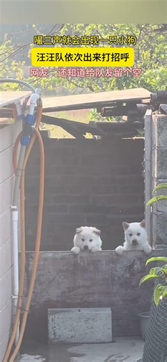 “嘬”三声就会出现一只小狗 小汪汪队排排站 #shorts #cute #cutedog