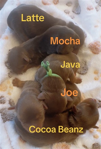 Coffee Choices: What's Your Favorite Brew?