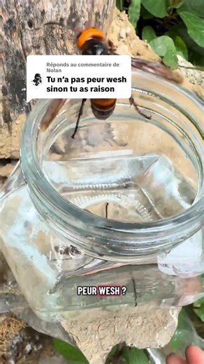 Réponse à @Nolan Un peu…! 😅 #ruche #apiculteurs #miel #abeille #frelonasiatique