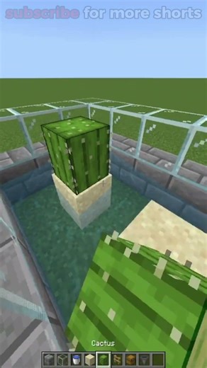 Simple Cactus Farm🤔