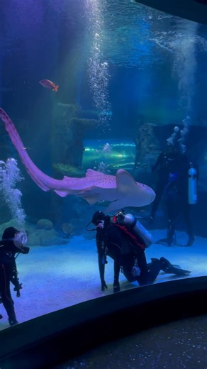 Get your adrenaline pumping and take the plunge in one of the most thrilling animal encounters in Victoria🦈 | SEA LIFE Melbourne Aquarium