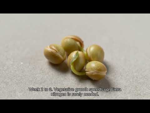 Mung Bean Life Cycle: From Seed to Harvest