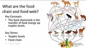 Energy Flow - Example 1 ( Video ) | Biology