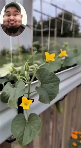Growing Cucumbers in the backyard.