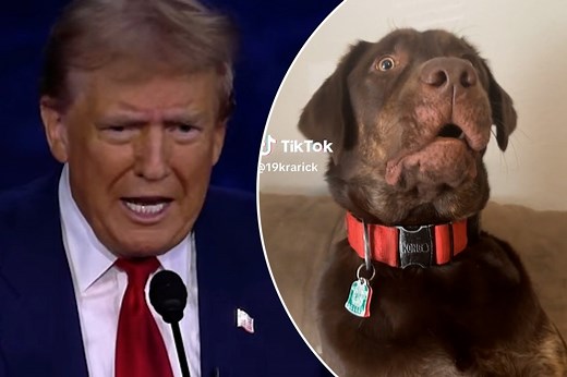 ‘They’re eating the dogs’ meme will have you howling