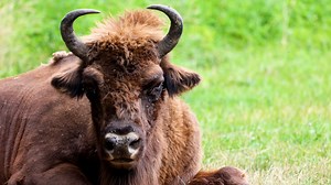 Hubble Space Telescope