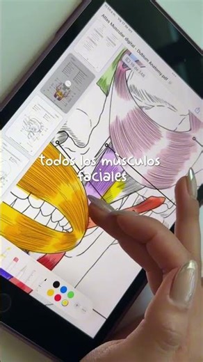 ⭐️ Los músculos faciales, son un conjunto de músculos superficiales situados en la cara