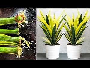 Propagation Tiger Tongue plant with domestic water very simple at home. save money best