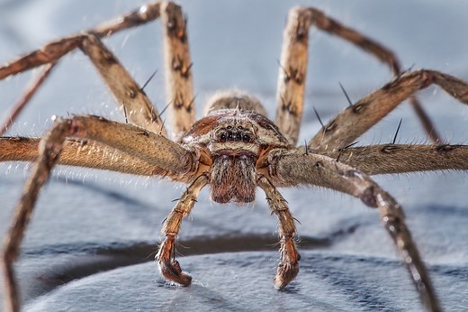 If You Live in These States, Watch Out for the World's Largest Spider — Best Life