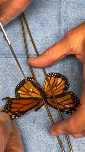 6K views · 182 reactions | 曆 Un trasplante de ala para poder volver a volar. Los especialistas del Sweetbriar Nature Center dieron a esta mariposa monarca una segunda oportunidad: reemplazaron su ala dañada para que pudiera completar su migración de 4.500 km hacia México. Una historia tan delicada como esperanzadora   vía sweetbriarnaturecenter (en IG) | SIGNUS Ecovalor | Facebook