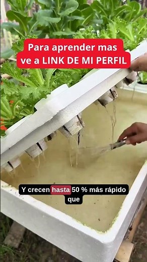 🌱 ¿CÓMO FUNCIONA la HIDROPONÍA?
