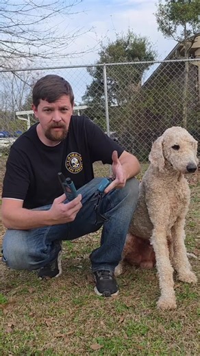 Effective Dog Training Tips to Get Your Dog to Listen