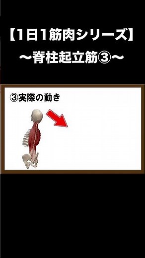 【1日1筋肉シリーズ】脊柱起立筋③